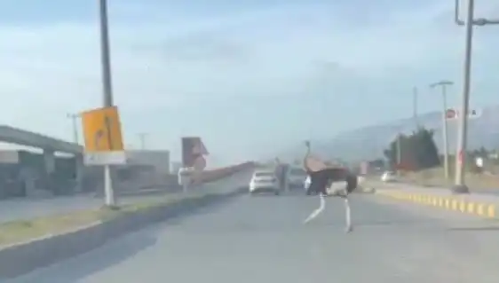Hatay’da Develerle Birlikte Yolda Yürüyüş Yapan Deve Kuşu Şaşkınlık Yarattı