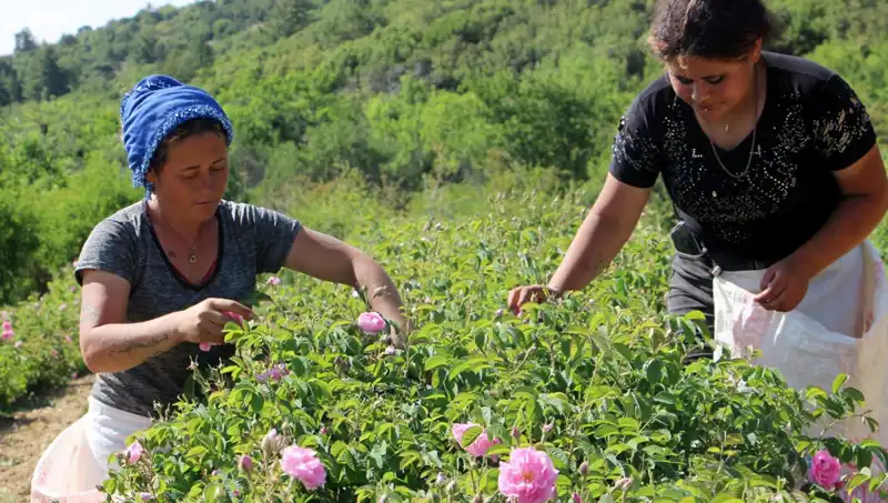 Zirai Don Felaketi: Tarım Sektöründeki Etkileri ve Gelecek Öngörüleri