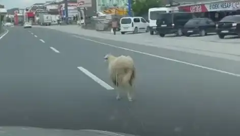 Yalova’da Kaçan Kurbanlıklar Trafikte Kaos Yarattı: O Anlar Güvenlik Kamerasında