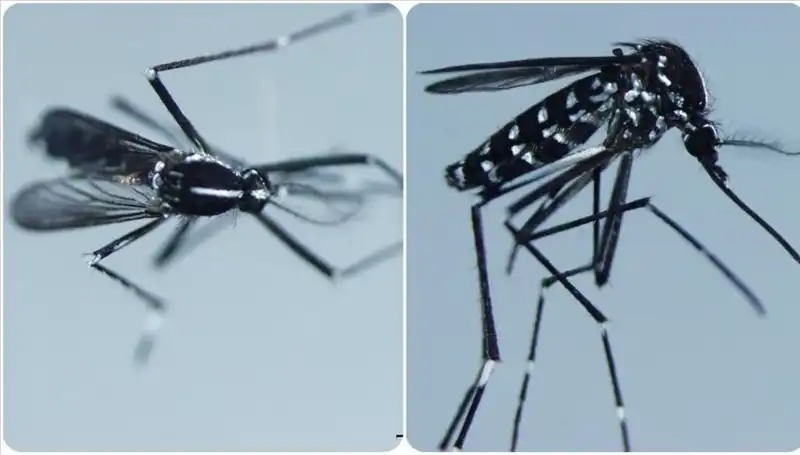 Chikungunya Virüsü: Belirtileri ve Dünya'daki Görünümüne Dair Bilgiler