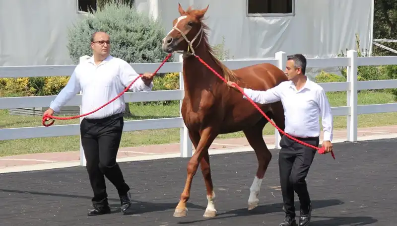 Rekor "Taşkın Kral"la Yaşanan Su Olayları ve Sonuçları