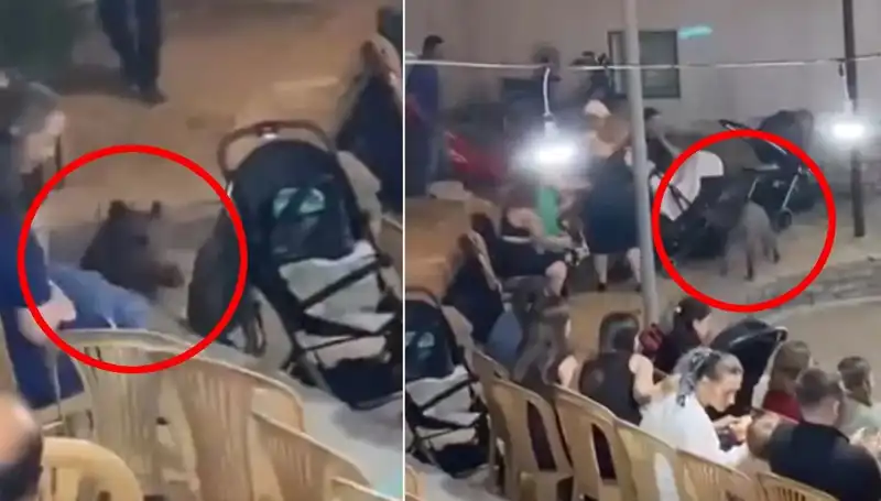 Düğün Törenine Yaban Domuzu Baskını: Misafirler Panik İçinde Firar Etti!