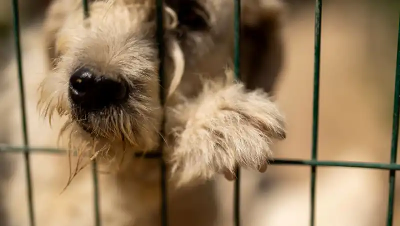 İş Stresi: Köpekler de İnsanlar Gibi Etkileniyor!