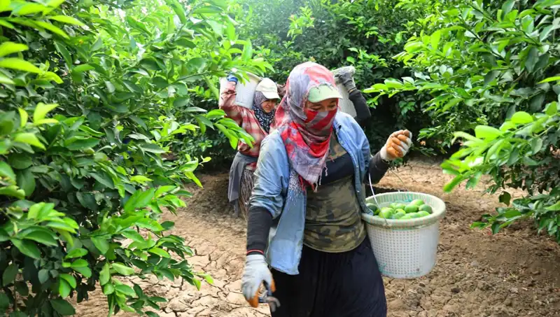 Fahiş Fiyatlar Sonrası Düşüş: Piyasaya Yeni Hasat Geldi