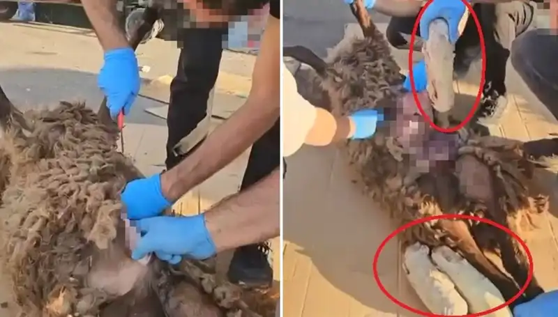 Zehir Tacirlerinin Şok Edici Oyunu: Ölü Koyundan Çıkanlar Ne Anlatıyor?