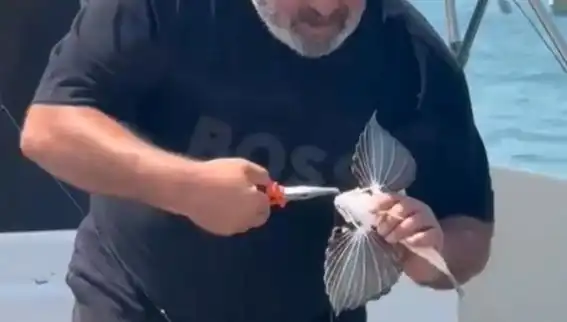 Saros'ta Oltaya Takılan Nadir Kırlangıç Balığı: Doğanın Gizemleri Gün Yüzüne Çıktı