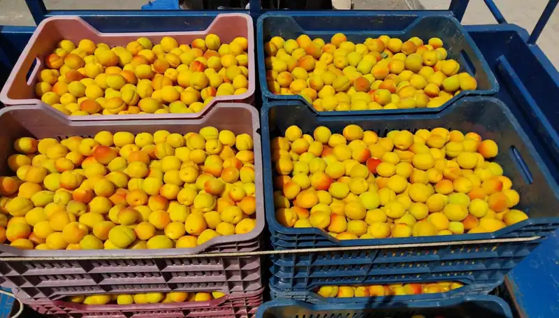 İlk Hasat İle Gelen Bereket: 500 TL'den Alıcı Buldu