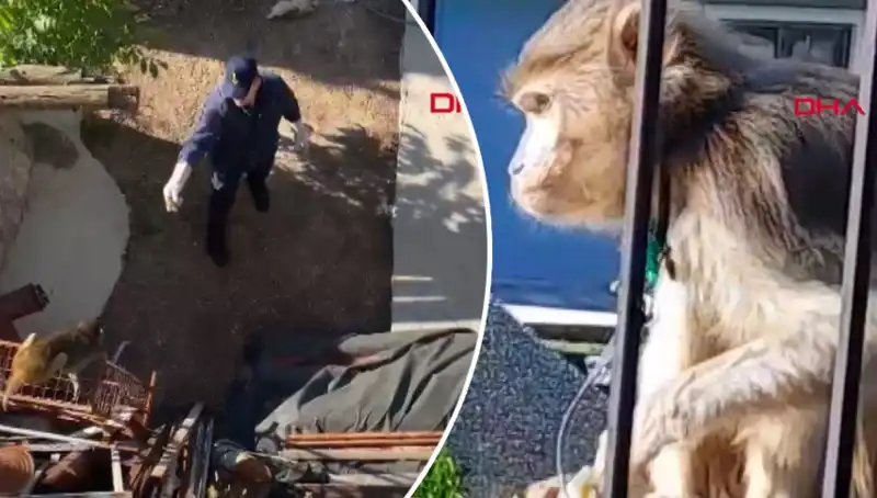 Muğla'da Eğlenceli Anlar: Maymun Kovalamacasına Şahit Olun!
