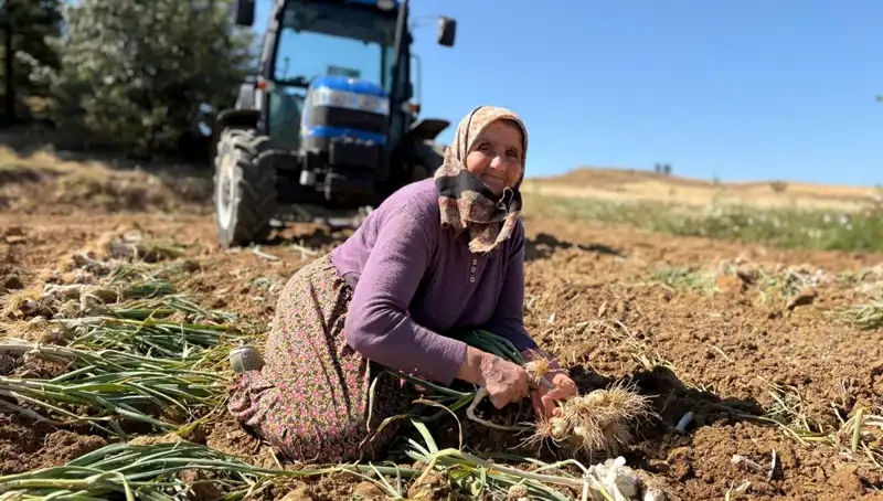 Dünyaca Ünlü Selenyum Zengini Tarım Ürünü: Tarladan 1200 Lira