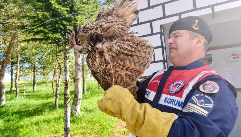 Dikenli Tellere Takılan Puhu, Hayata Dönerken Sağlık Ekiplerine İhtiyaç Duydu