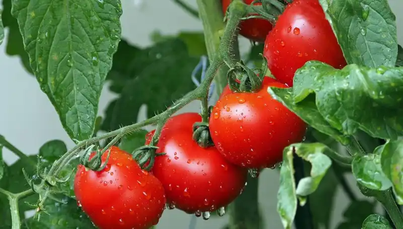 Domateslerin Evrimsel Geçmişi: İnsanlarla Ortak Bağlantılar
