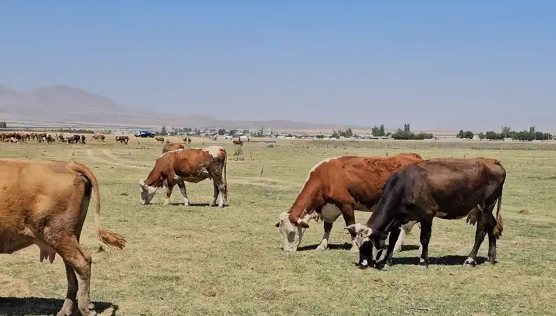 Arin Gölü'nün Kuruması: Bölgedeki Su Krizi Derinleşiyor