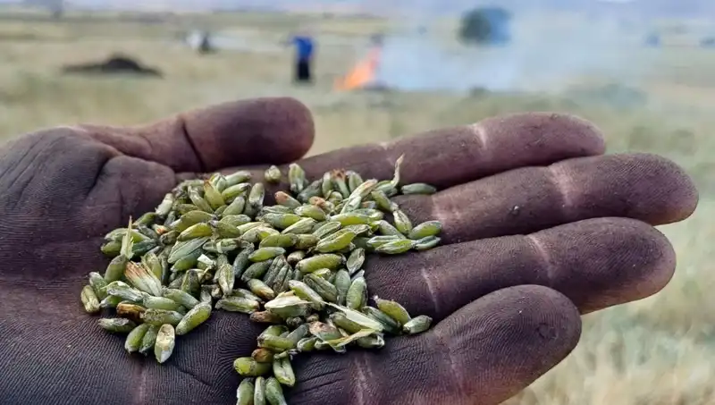 Firik Sezonu Açıldı: Eşsiz Lezzetiyle Sofralarımızı Şenlendiriyor