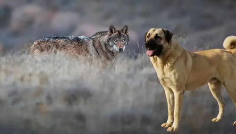 Kurt Sayısındaki Artış, Kangal Köpeği Talebini Nasıl Etkiledi?